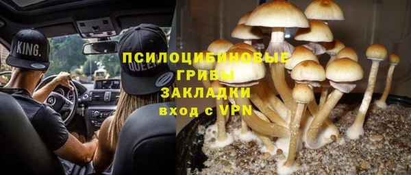 ГАЛЛЮЦИНОГЕННЫЕ ГРИБЫ Аркадак